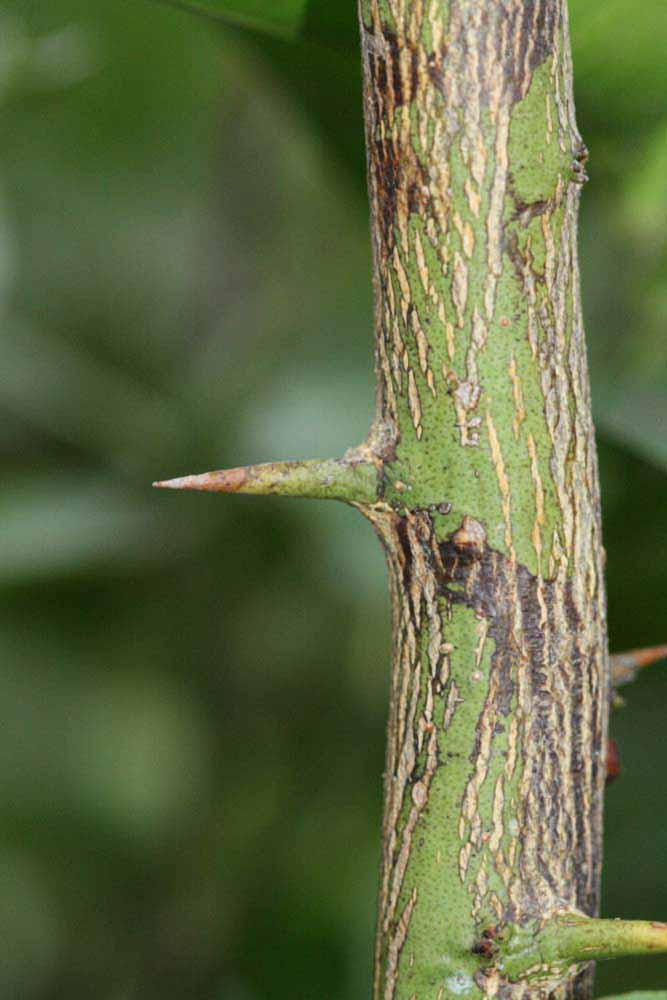              Second - third year twig (Riverside, CA)       